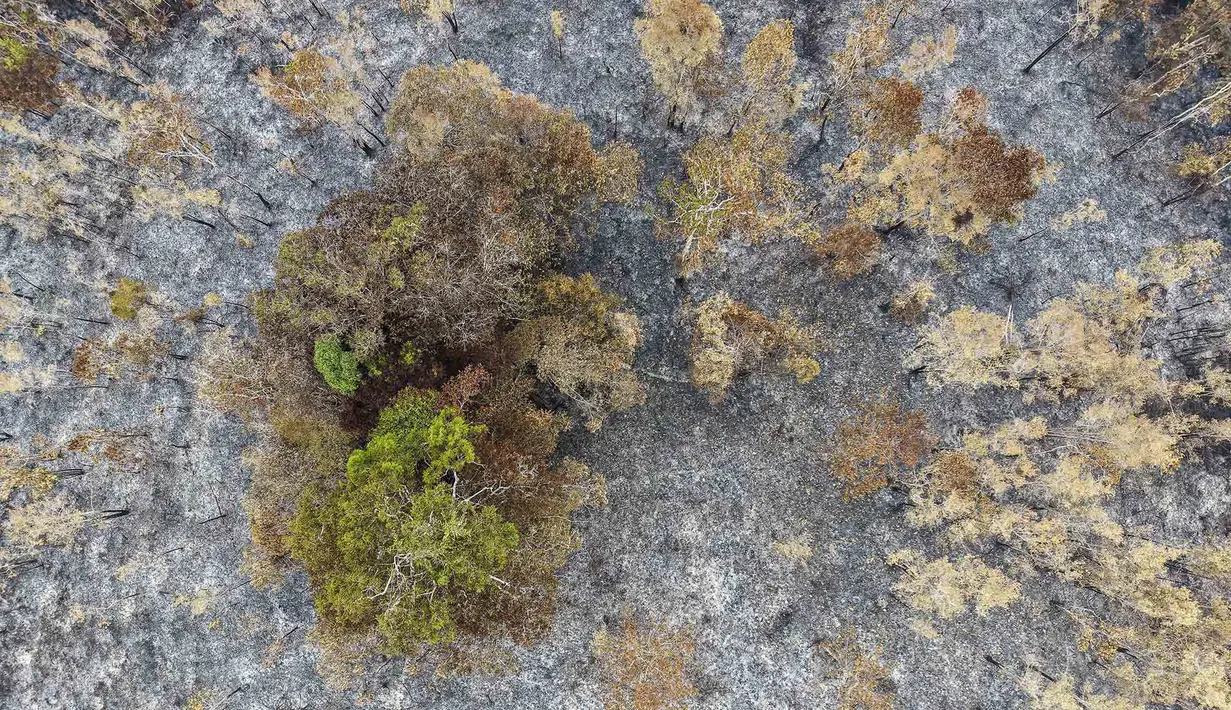Foto udara ini memperlihatkan lahan yang terdampak kebakaran hutan di Kapuas Hulu, Kalimantan Barat, Jumat, 4 September 2026. (AFP/ Bay Ismoyo)
