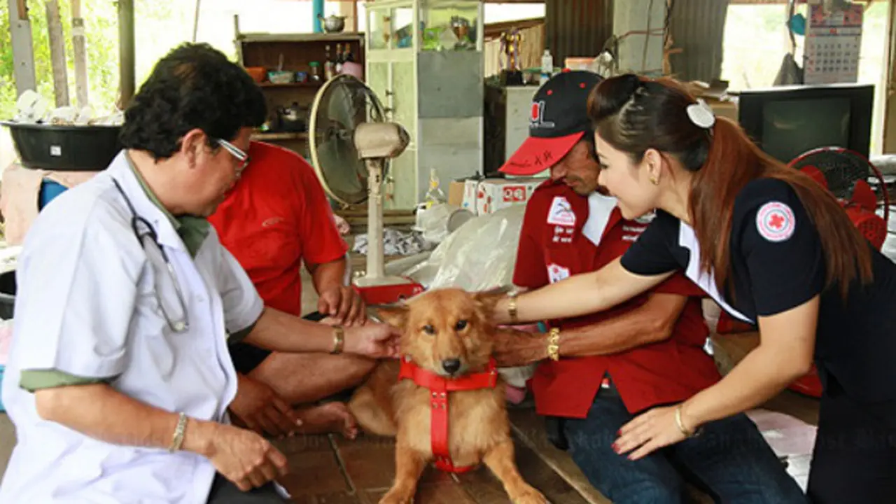 Inspiratif, Anjing Selamatkan Bayi yang Dibuang di Tempat Sampah