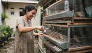 Cara Ternak Puyuh Petelur untuk Ibu Rumah Tangga dengan Hasil 1 Bulan, Simak Tipsnya