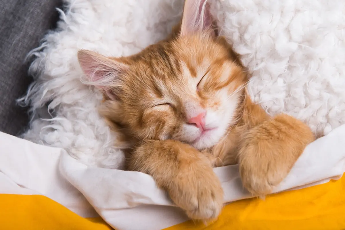Cat Burrito, Teknik Membungkus Kucing yang Aman dan Bebas Stres