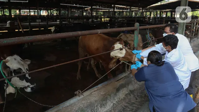 Persiapan Rumah Pemotongan Hewan