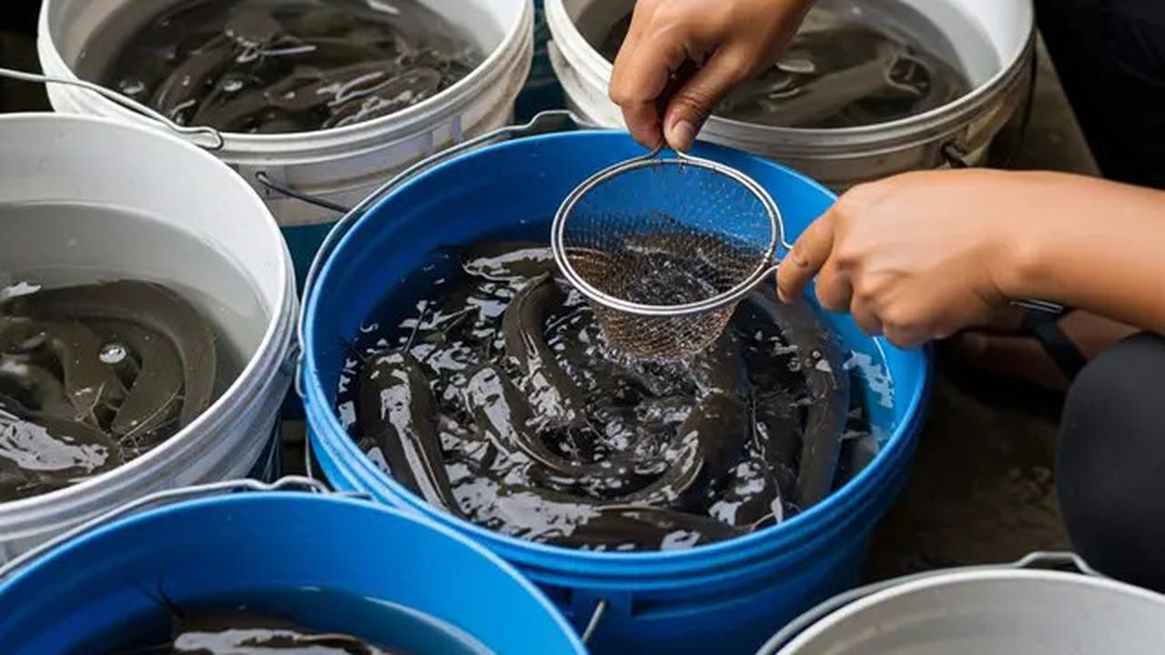 10 Jenis Ikan Air Tawar yang Cepat Besar untuk Konsumsi Keluarga, Cocok Dipelihara di Lahan Sempit