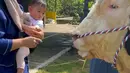 Ricis juga mengajari putrinya melihat lebih dekat dan memberi makan sapi yang sangat besar. [Instagram/riaricis1795]