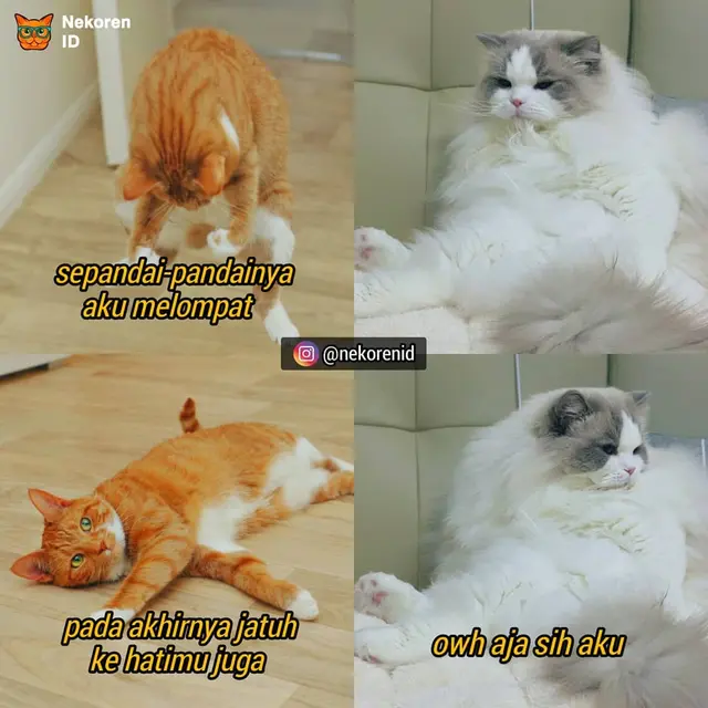 7 Meme Kucing Ngegombal Saat PDKT Ini Kocak Bikin Ngakak
