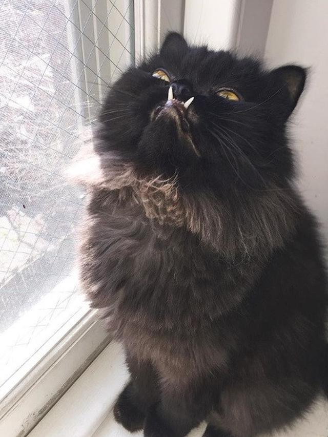 kucing berwajah galak