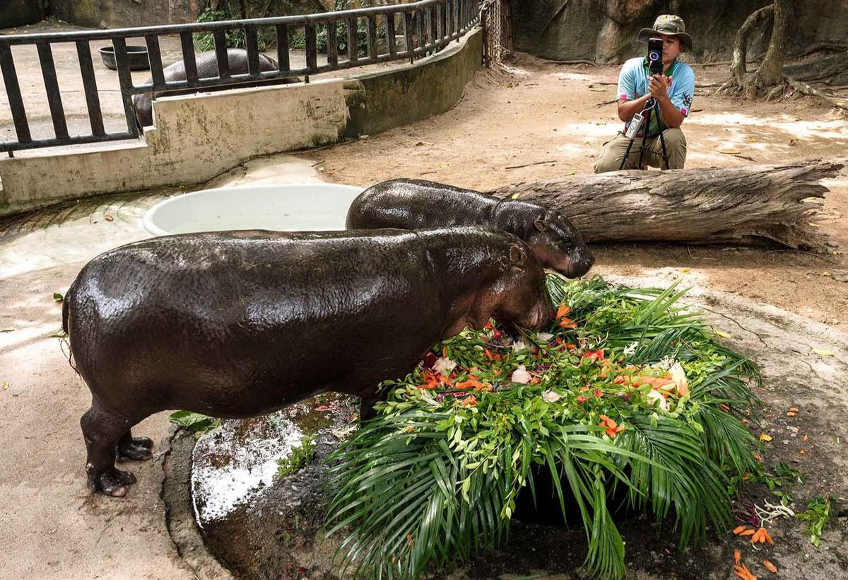 FOTO: Moo Deng Si Kuda Nil Kerdil Viral Rayakan Ulang Tahun Pertama, Simbol Harapan Spesies Terancam Punah