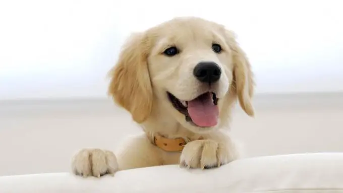 Anjing dikenal sebagai sahabat manusia. (Sumber Foto: Liputan6)