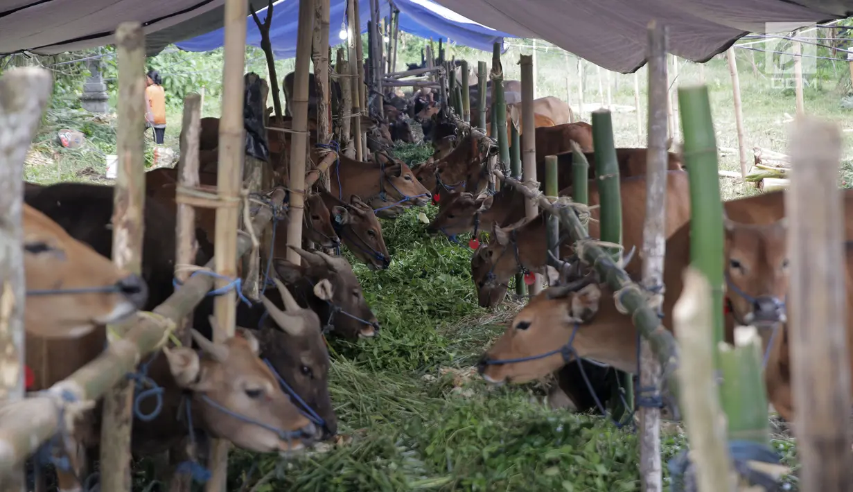 Sejumlah sapi sedang makan di sebuah penampungan di lahan milik UPT Balai Benih Pertanian di Kabupaten Karang Asem, Bali, Kamis (28/9). Sapi ini dikumpulkan di penampungan menyusul status awas Gunung Agung. (Liputan6.com/Gempur M Surya)