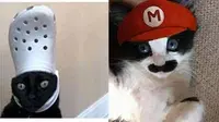 6 Potret Kucing Pakai Topi Ini Bikin Gemas, Lucu Banget (Twitter/txtdarionlshop 1cak)