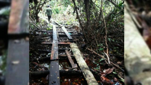 Illegal Logging
