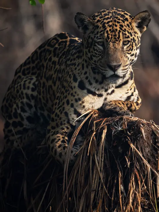 Jaguar terlihat di Porto Jofre, Pantanal, negara bagian Mato Grosso, Brasil, pada 4 September 2021. Jaguar juga kini tengah bertaruh nyawa mempertahankan Amazon sebagai rumahnya. Deforestasi terus melaju, dan kelompoknya terancam. (AFP/Carl De Souza)