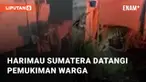 Seekor Harimau Sumatera tampak memasuki pemukiman warga untuk cari makanan. Harimau tersebut berhasil diusir tanpa menyakiti warga sekitar