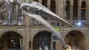 Seorang staf memoles kerangka paus biru di Hintze Hall, Museum Sejarah Alam, London, Inggris, Senin (27/7/2020). Museum Sejarah Alam London akan kembali dibuka mulai 5 Agustus mendatang. (Xinhua/Han Yan)