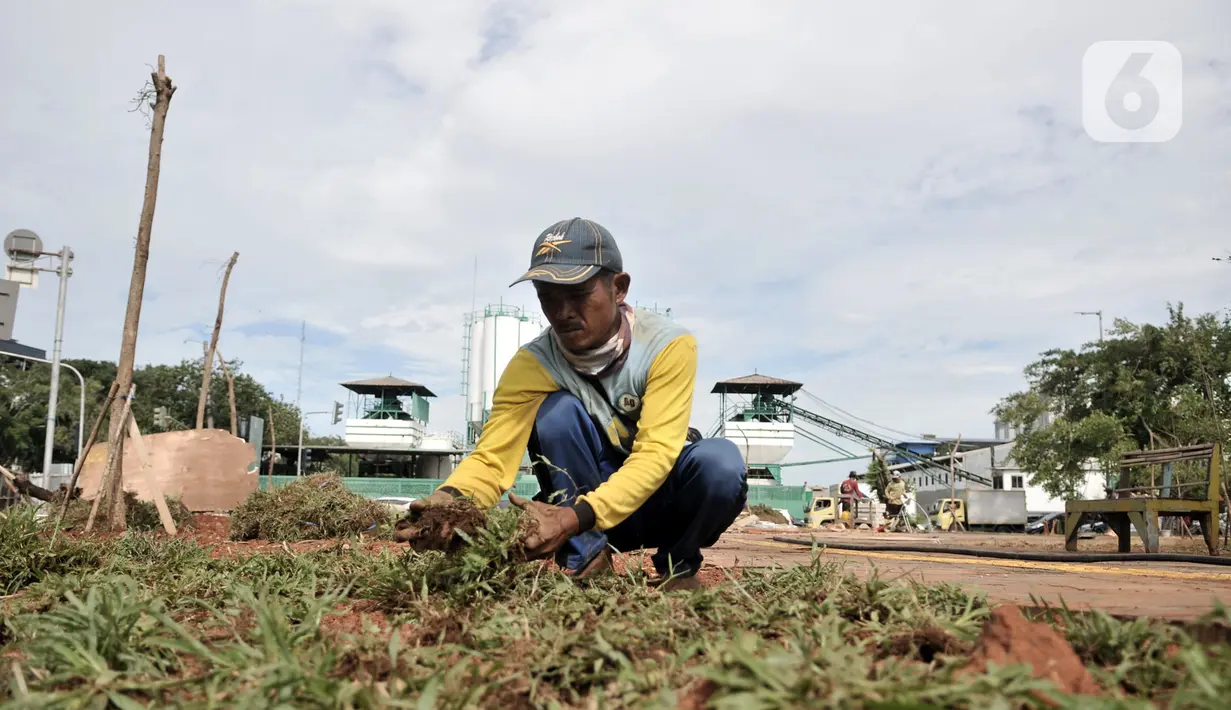 Pekerja menanam rumput saat menyelesaikan proyek revitalisasi Taman Danau Sunter, Jakarta, Senin (9/3/2020). Revitalisasi ini untuk mengubah lahan kosong sekitar Danau Sunter menjadi area pembibitan tanaman, taman interaktif warga, dan destinasi wisata air terpadu. (merdeka.com/Iqbal Nugroho)