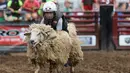 Seorang anak mengenakan helm dan rompi pelindung menungangi domba selama kompetisi Wool Riders Only Mutton Bustin 'di Iowa State Fair di Des Moines, Iowa, AS (12/9/2019). Lebih dari satu juta pengunjung mengunjungi Iowa State Fair per tahun. (Chip Somodevilla/Getty Images/AFP)