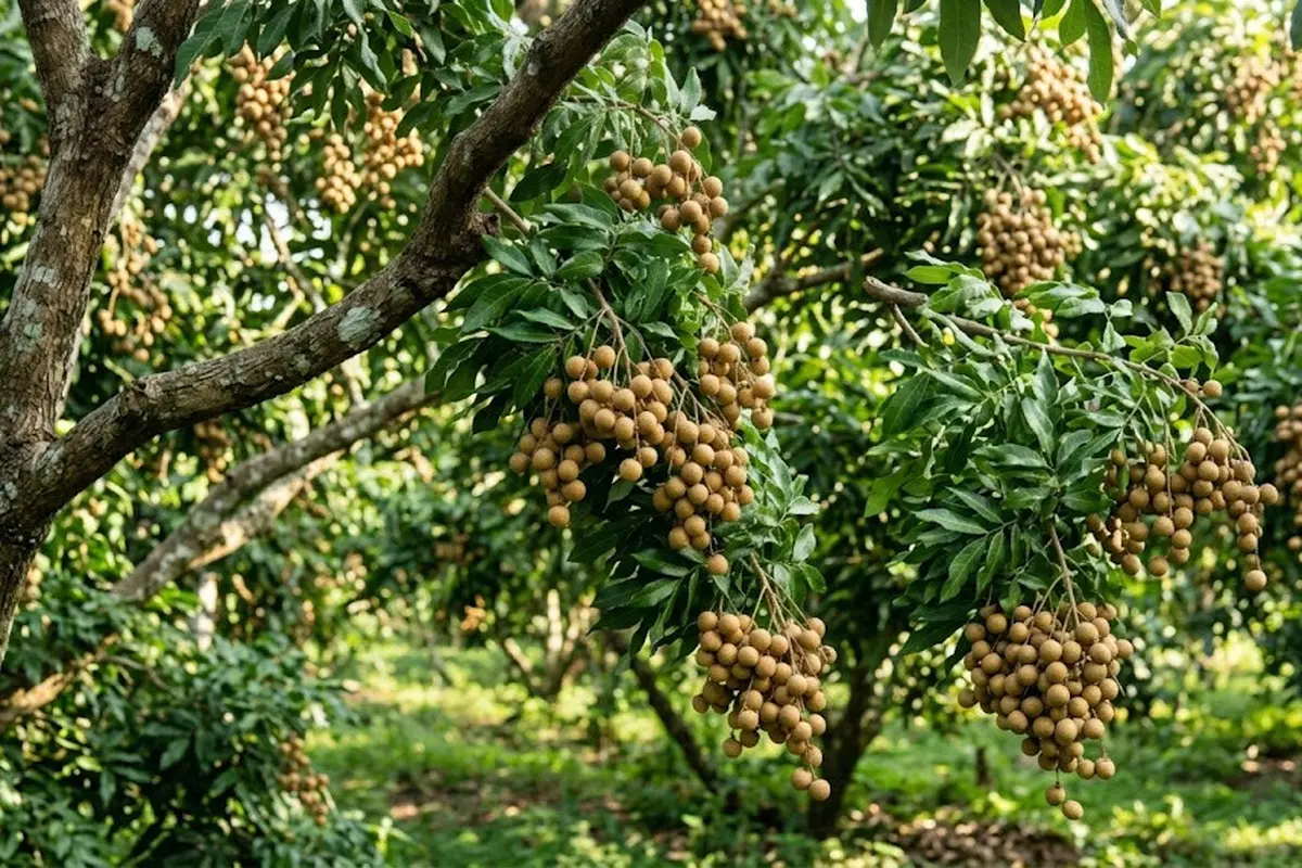 Tanaman Buah yang Cocok Dijadikan Warisan Hidup