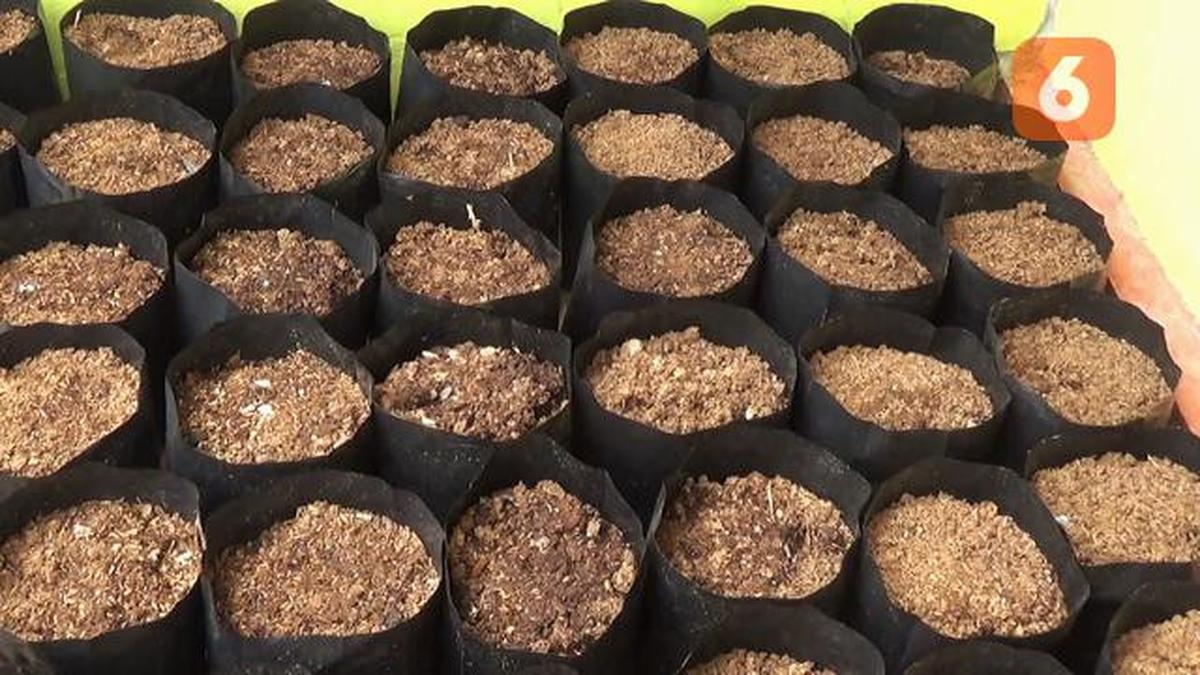 Polybag Gardening untuk Pemula, Panduan Lengkap dari Pembelian Benih Sampai Panen 30 Hari