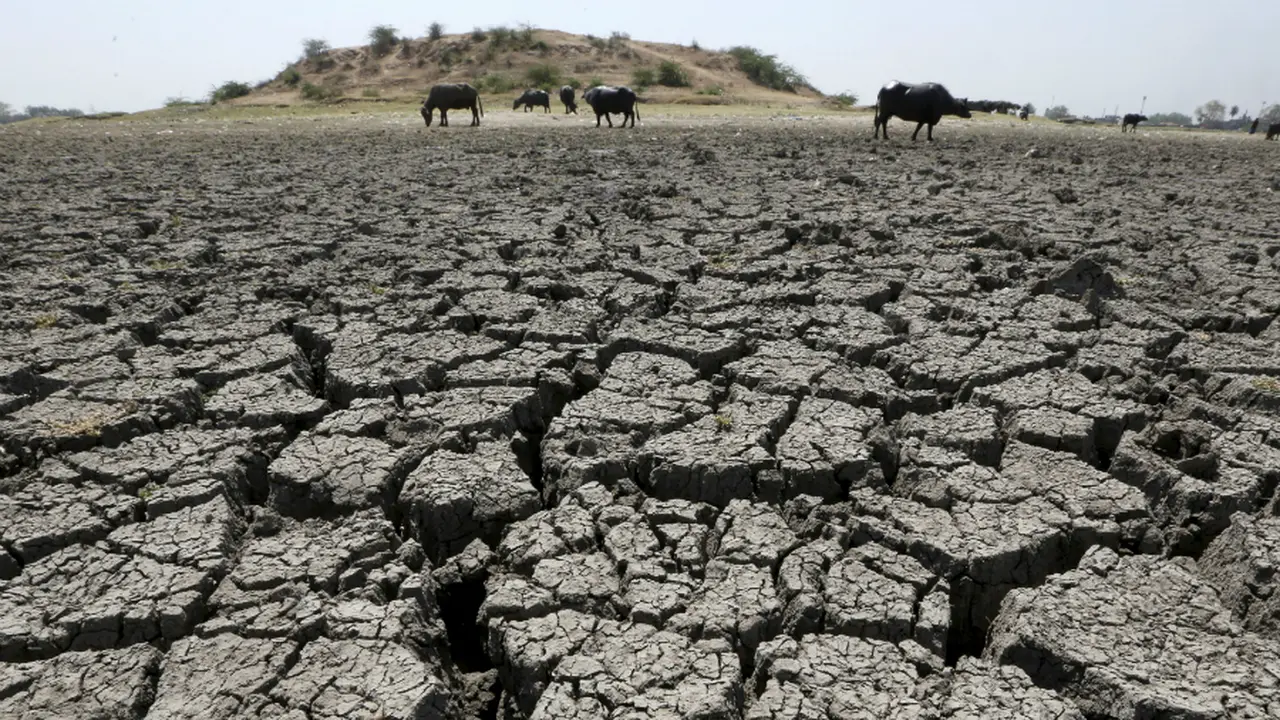 Kerbau merumput di Danau Chandola yang kering di Ahmedabad, India