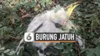 BURUNG JATUH