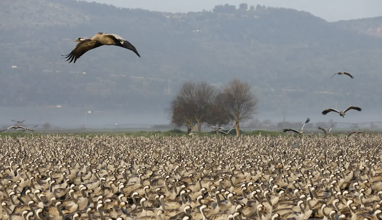 Bangau Abu-Abu terbang di sekitar Danau Agamon Hula, Israel, Kamis (21/2). Sekitar 50 ribu ekor Bangau Abu-Abu tinggal selama musim dingin di Danau Agamon Hula. (MENAHEM KAHANA/AFP)