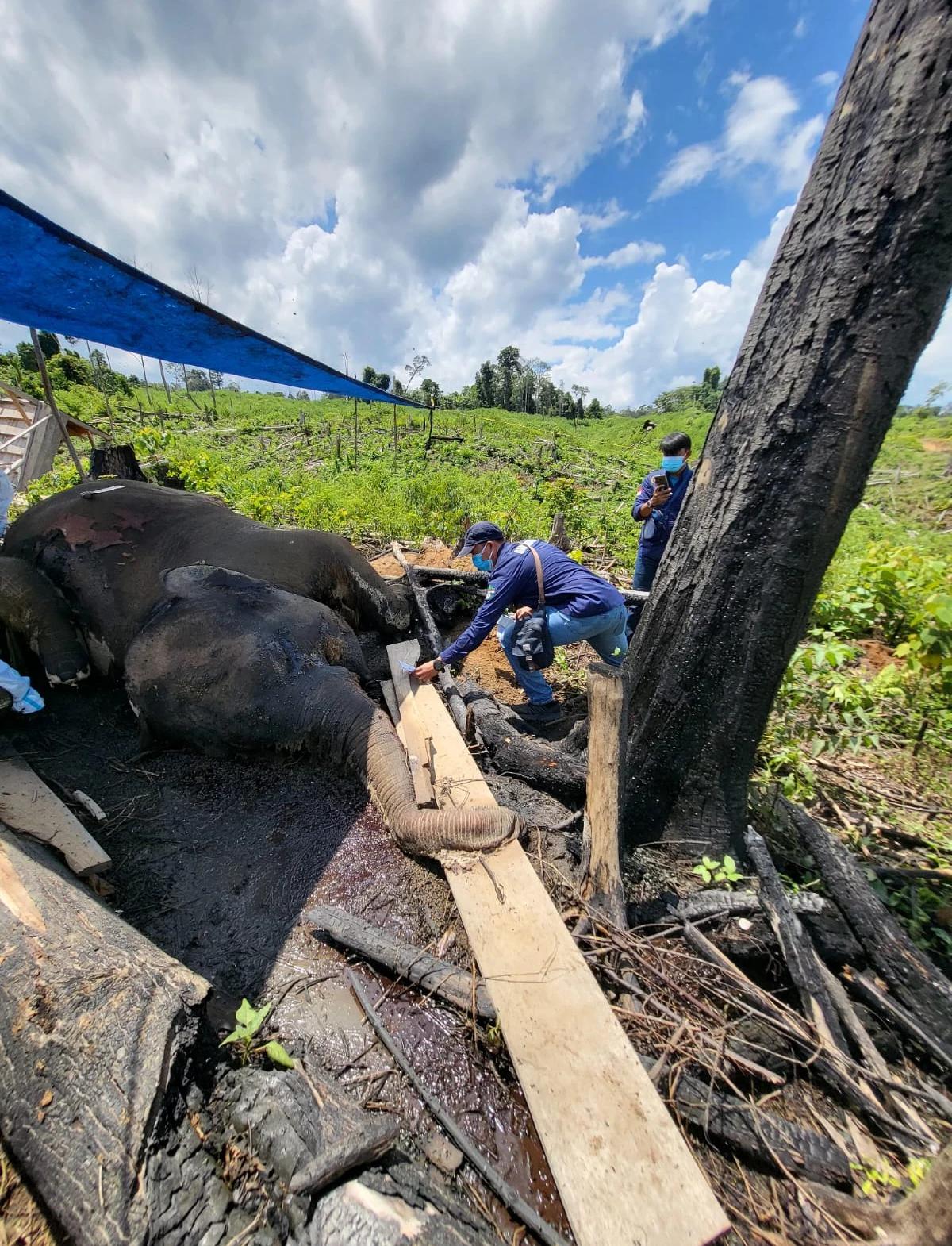 Induk dan Anakan Gajah Ditemukan Mati di Hutan Produksi Bengkulu, Polisi Selidiki