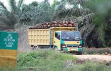 Gubernur Kaltim Wajibkan Truk Sawit Gunakan Plat KT, Ternyata Ini Tujuannya
