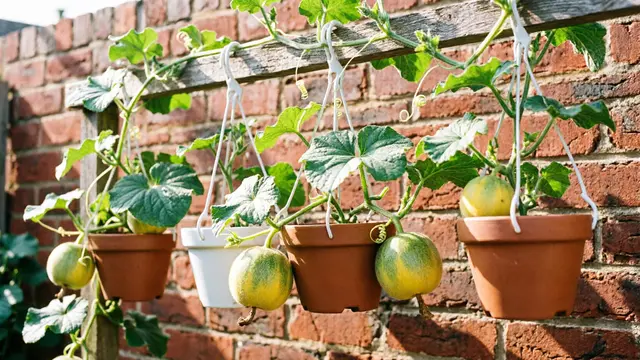 Tanaman Buah Merambat yang Bisa Tumbuh Subur di Pot Gantung Kecil (AI)