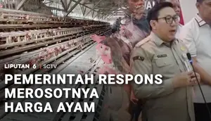 Harga Ayam Anjlok, Pemerintah Siapkan Langkah Penyelamatan Peternak