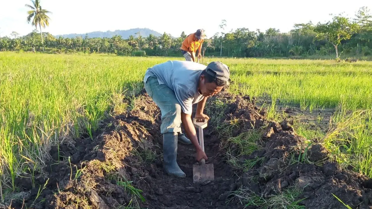 Rehabilitasi Jaringan Irigasi Tersier, Kementan Stabilkan Masa Tanam Petani Buton Utara