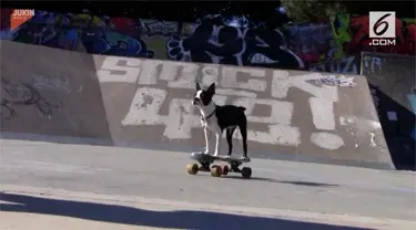 Mia si anak anjing asal Boston, AS, dikenal sebagai hewan yang jago bermain skateboard.