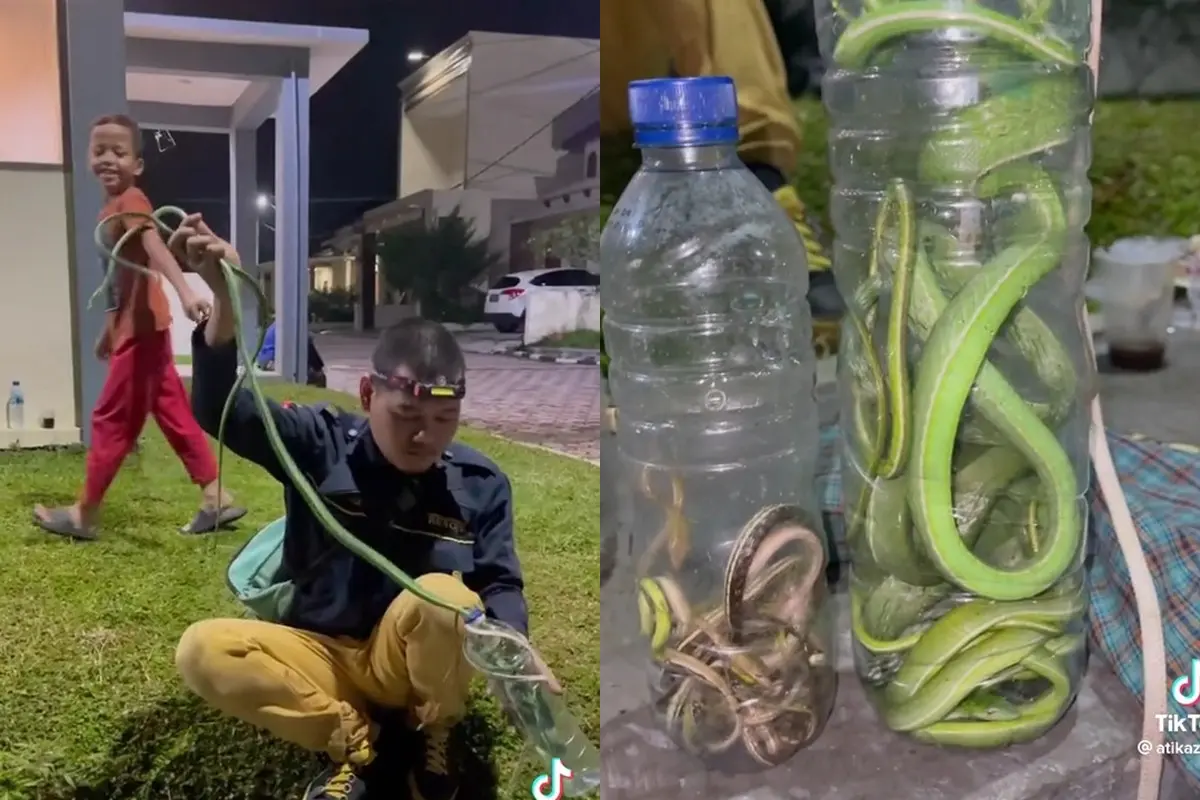Temuan anakan ular