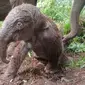 Bayi gajah sumatera yang lahir di Taman Nasional Tesso Nilo, Riau. (dok. Balai TNTN)