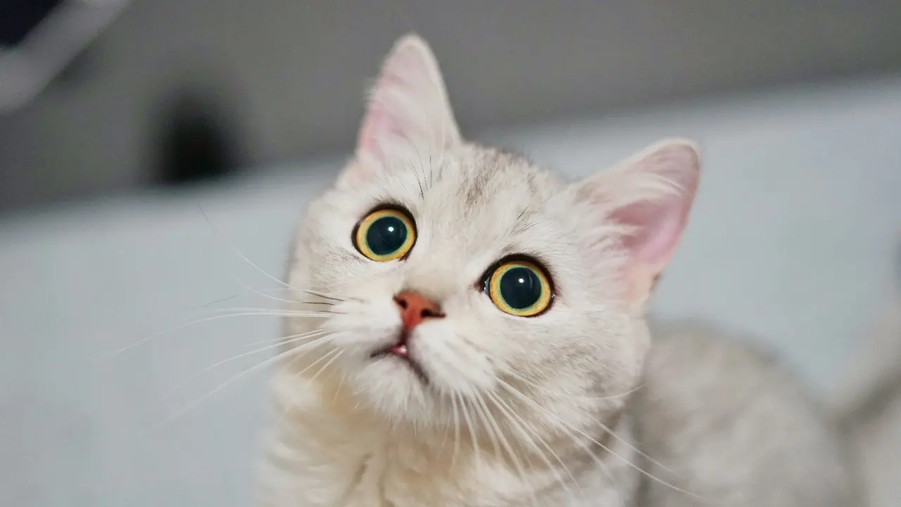 Doa Kucing Untuk Majikannya, dari Diberi Kesehatan Hingga Rezeki Lancar