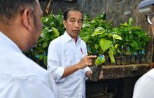 VIDEO: Jokowi Usai Panen Kopi "Harga Saat ini Terus Naik, Subsidi Naik 2 Kali Lipat"