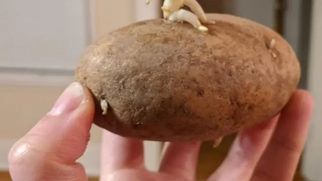 7 Hasil Foto Makanan Ini Bikin Terkecoh, Bak Ilusi Optik