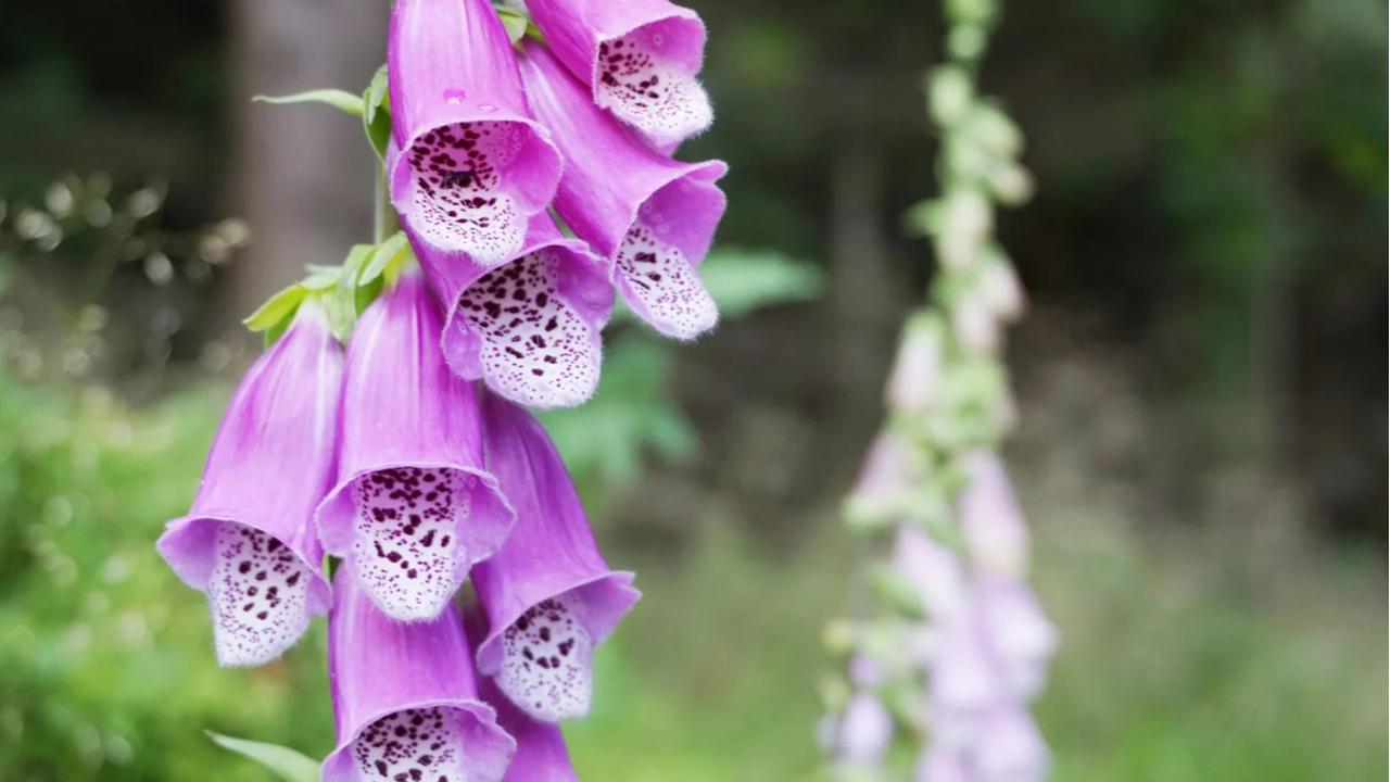 Bunga Digitalis (Foxglove)
