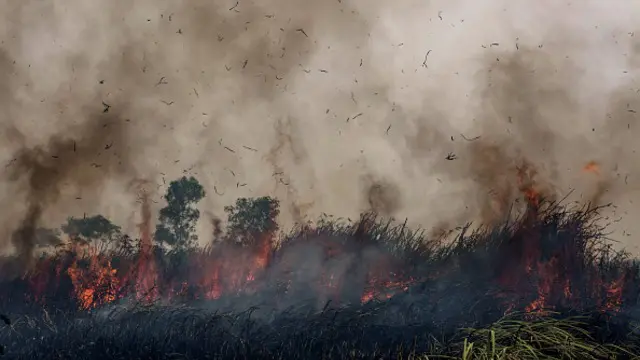 Presiden Joko Widodo (Jokowi) mengatakan lahan gambut yang terbakar di beberapa daerah, khususnya Jambi karena faktor kesengajaan. Menurutnya, berbagai upaya sudah dilakukan pemerintah untuk menanggulangi kebakaran hutan dan lahan yang terjadi di beberapa