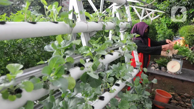 Kebun Hidroponik Ibu-Ibu TNI AL