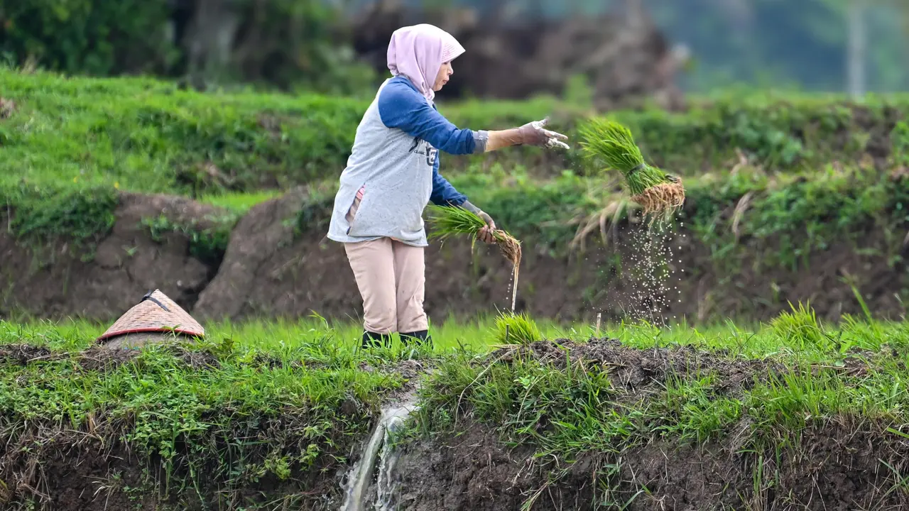 32 Juta Ton Beras, Target Produksi Padi Nasional di 2025