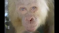 Alba Orangutan albino satu-satunya di dunia