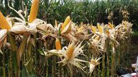 Tanaman jagung varietas R7 produksi Raja, Semarang dengan produktivitas tinggi siap panen di Kecamatan Pasirwangi, Garut, Jawa Barat. (Liputan6.com/Jayadi Supriadin)