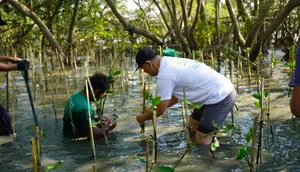 Penanaman 300 Pohon Mangrove di Kawasan Ekowisata Wonorejo