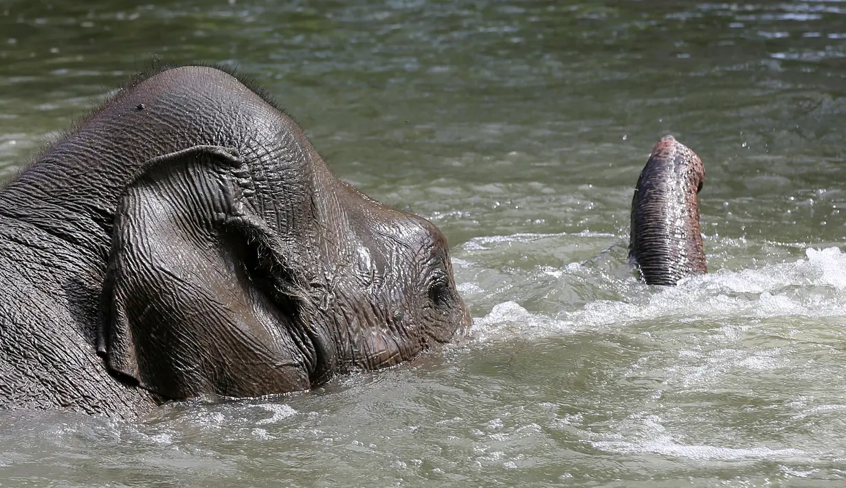 Seekor gajah berendam di kolam berukuran besar saat suhu mencapai 34 derajat di kebun binatang Tierpark Hagenbeck di Hamburg, Jerman, Rabu (24/7/2019). Suhu tinggi ini terjadi di tengah ancaman gelombang panas kedua yang diprediksi melanda Eropa Barat. (Photo by Bodo Marks / dpa / AFP)