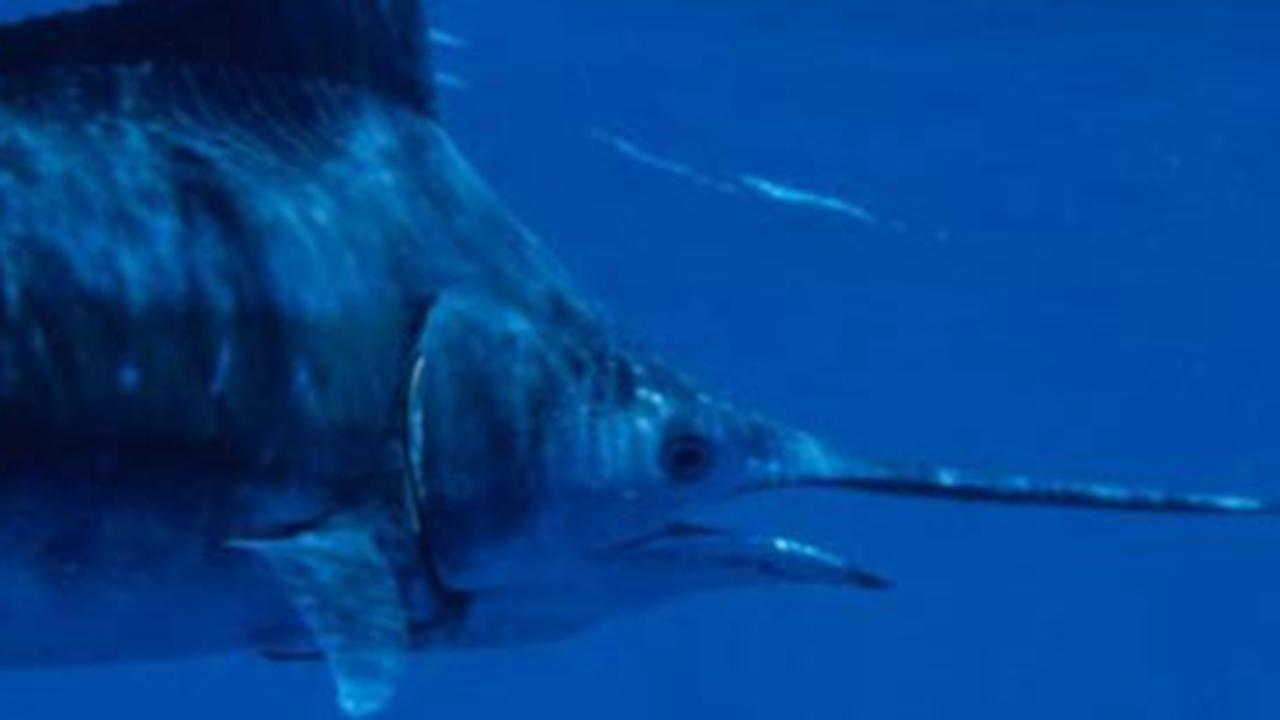 Turis Italia Tewas Tertusuk Ikan Todak Saat Berselancar di Mentawai