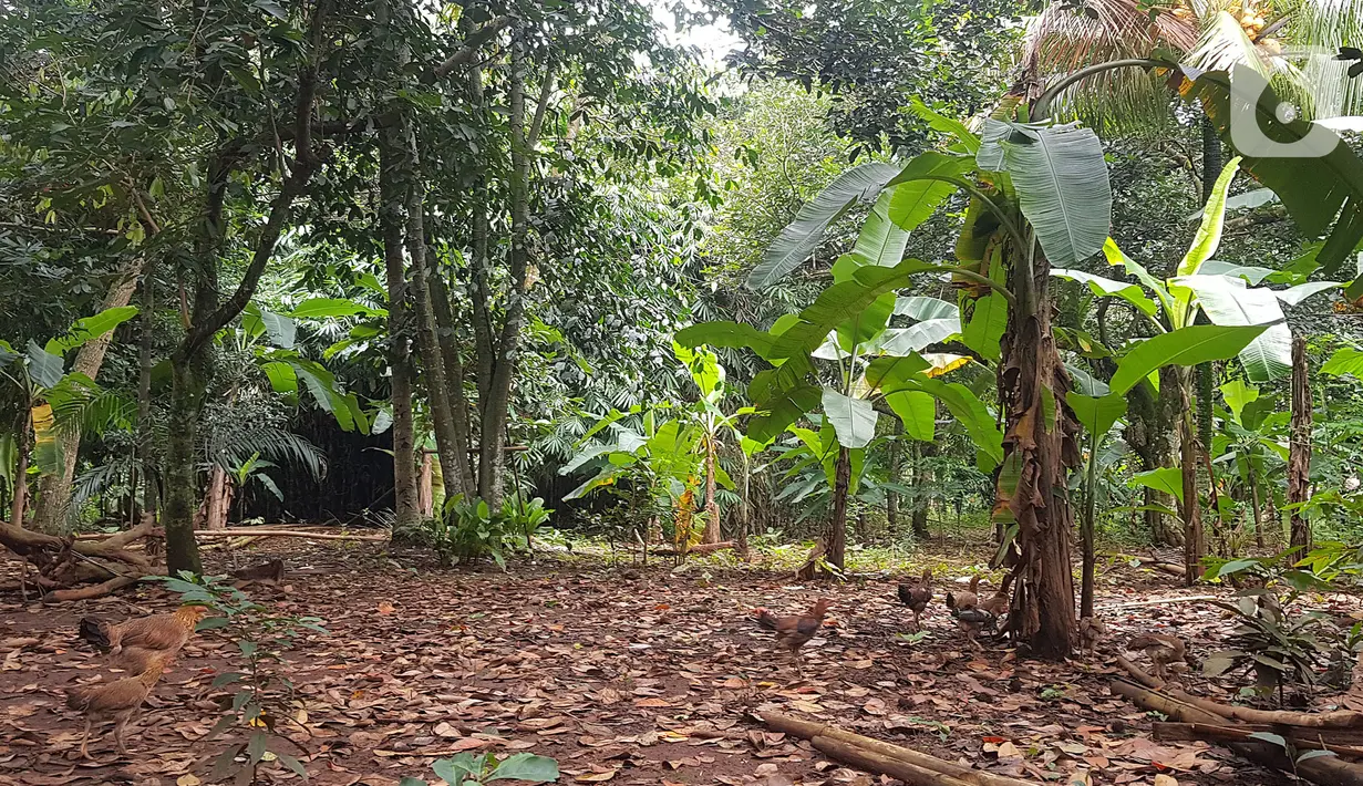 Tampak lahan di RT 05/RW 05 Kelurahan Pondok Ranggon yang dikabarkan jadi lokasi pembangunan DP Rp 0, Jakarta Timur, Rabu (10/3/2021). KPK sedang menyelidiki Program Rumah DP 0 Rupiah yang berada di Munjul, Kelurahan Pondok Ranggon, Kecamatan Cipayung, Jakarta Timur. (Liputan6.com/Herman Zakharia)