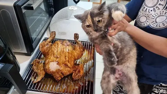 10 Momen Nyeleneh Hewan Ketahuan Mencuri, Ekspresi Lucu Banget