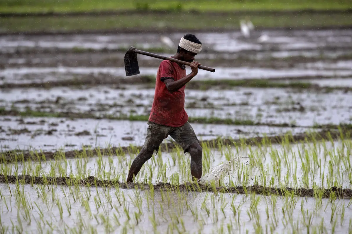 Potret Petani India Saat Beraktivitas di Sawah