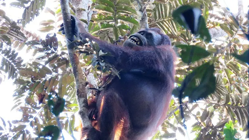 Taman Nasional Sebangau