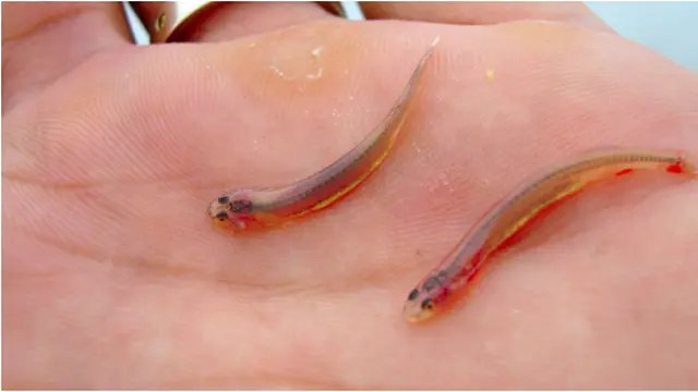 Courtesy ListVerse.com