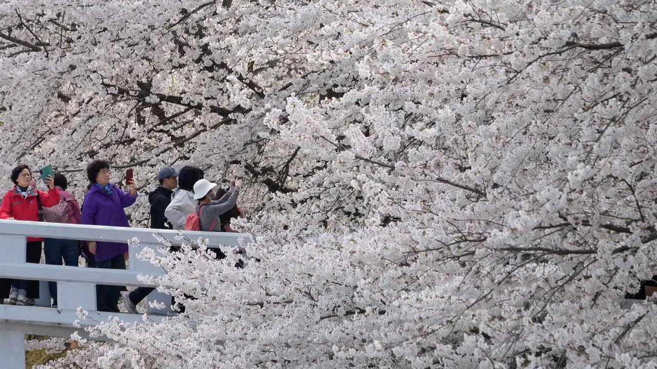 FOTO: Mekarnya Bunga Sakura Warnai Musim Semi di Seoul